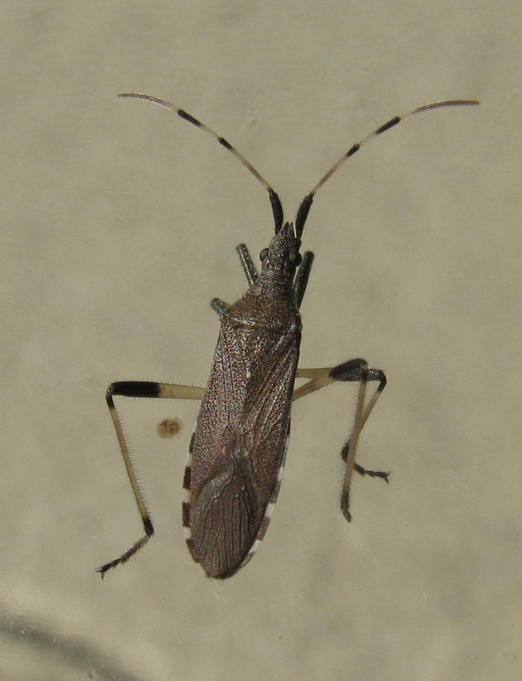 Dicranocephalus albipes and D.setulosus